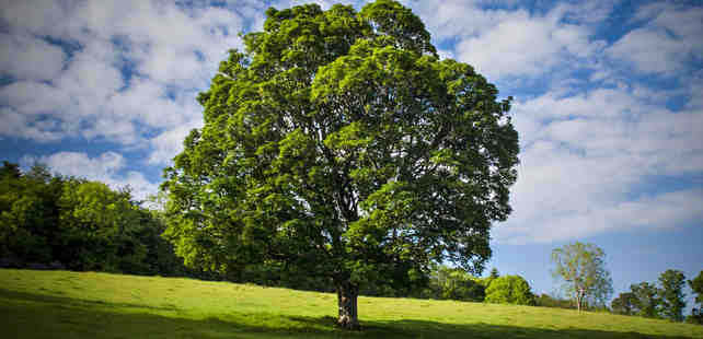 mariage, arbre