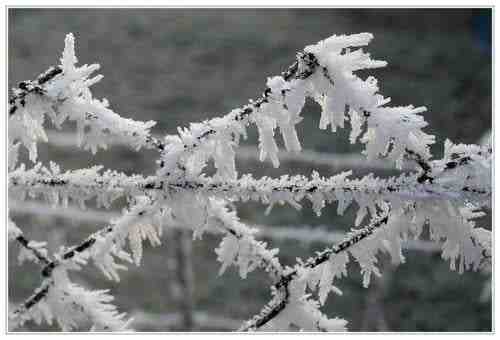 gel, blanche, sur, grillage